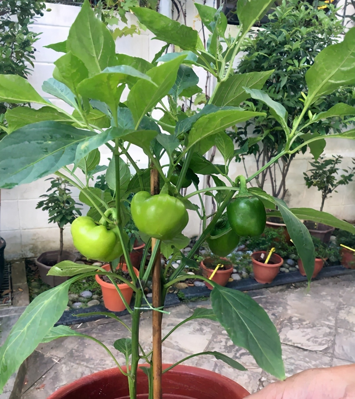 盘点5种适合家庭盆栽的蔬菜，可观赏也能食用，一举两得