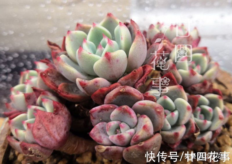 2个“小动作”，让你的多肉，在秋天更容易出状态，变群生