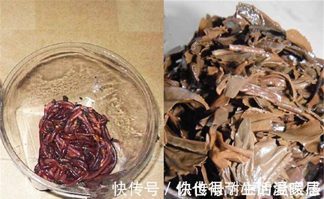 野钓秘方：秋天用蚯蚓钓鲫鱼，最好增加2个步骤，咬钩量提升10倍