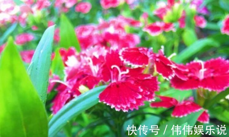 3种花是花中“大美女”，不用管就得长得旺，花开满盆！