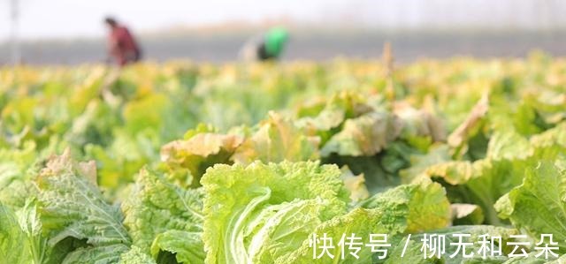 百菜不如白菜,化痰又排毒,散寒降浊!但吃错了越吃越虚!