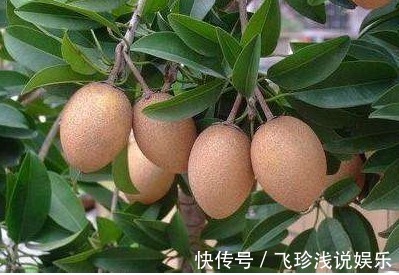 追肥|人心果延长寿命、美容养颜、果农掌握种植要点,收获高产的人心果