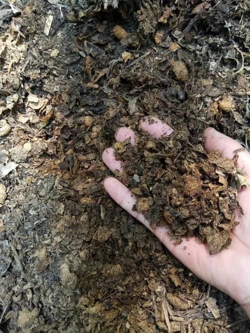 花生全身都是宝，丢在盆里，解决了太多养花难题！