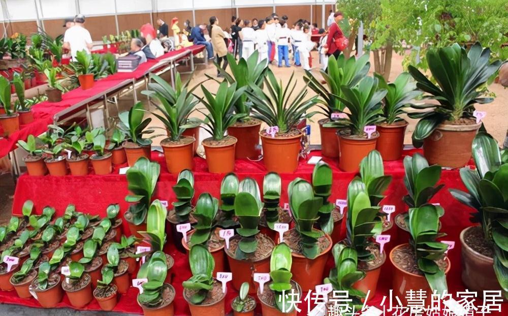 养好君子兰要先养好根，四种东西养根又护根，是多年经验的积累