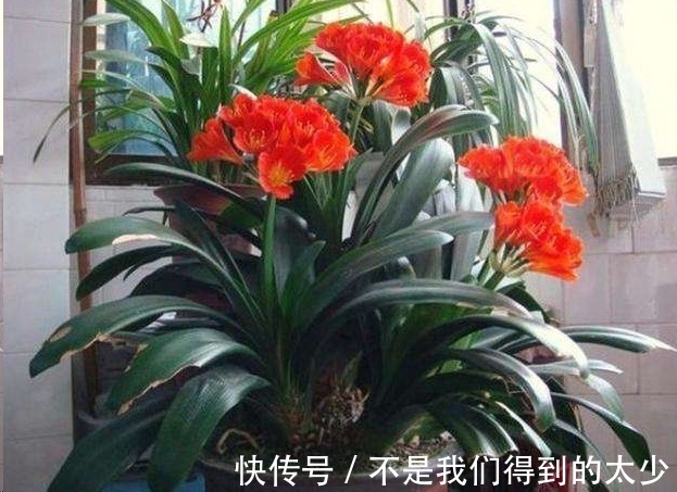 家里的君子兰一浇水就烂根掌握这点浇水技巧，只长花不烂根！