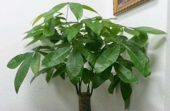 家里的这4种花不要轻易送人,养人又镇宅,有钱人都爱养!