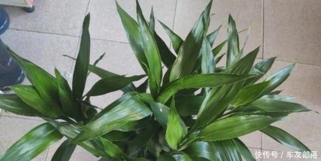 富贵竹最喜欢这些“东西”,花几块钱买一点,比阿司匹林靠谱多了