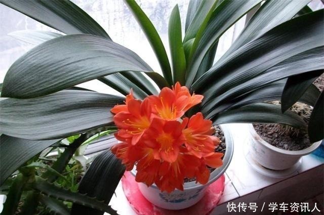 君子兰|君子兰不开花，原来是“这”惹的祸！赶紧纠正，很快就有花可赏！