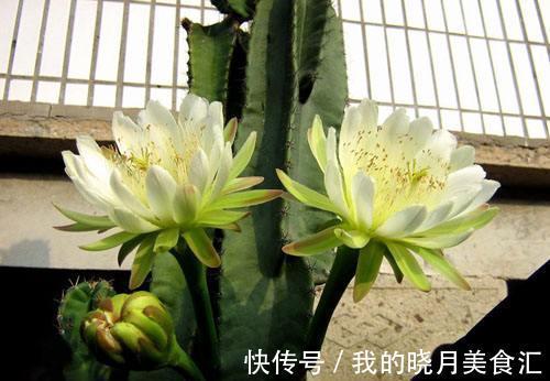 此7种盆栽没人管都不会死,比仙人掌还好养