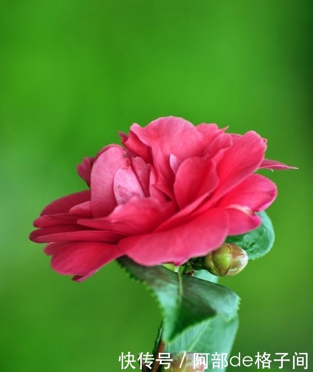 茶花僵蕾怎么办?找到原因对症下药,花蕾很快全部打开!