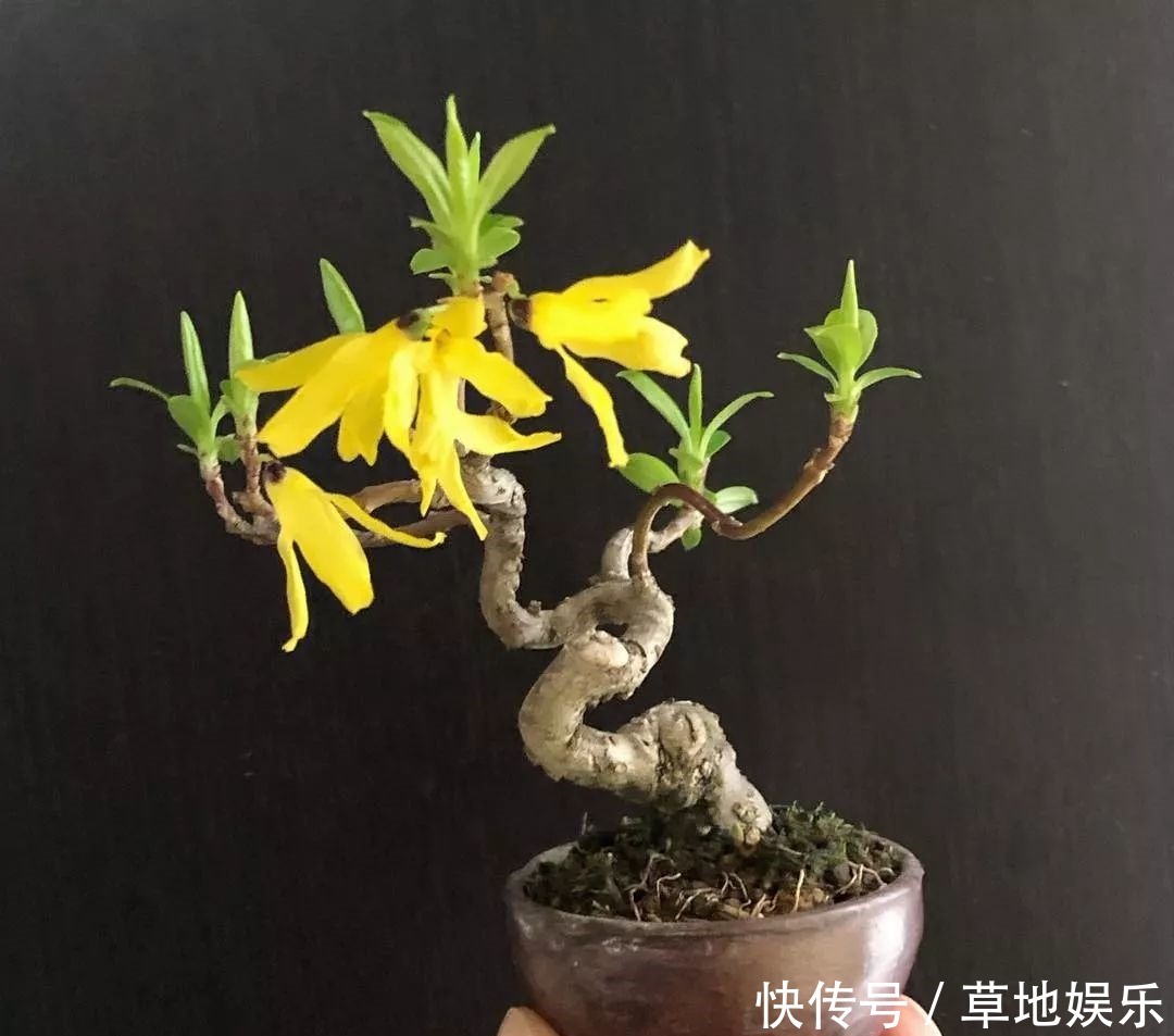 迷你的盆景艺术，小树开花