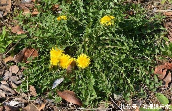 亲爱的|这草被称为“药草皇后”,泡水喝能治病,小时候将它当玩具