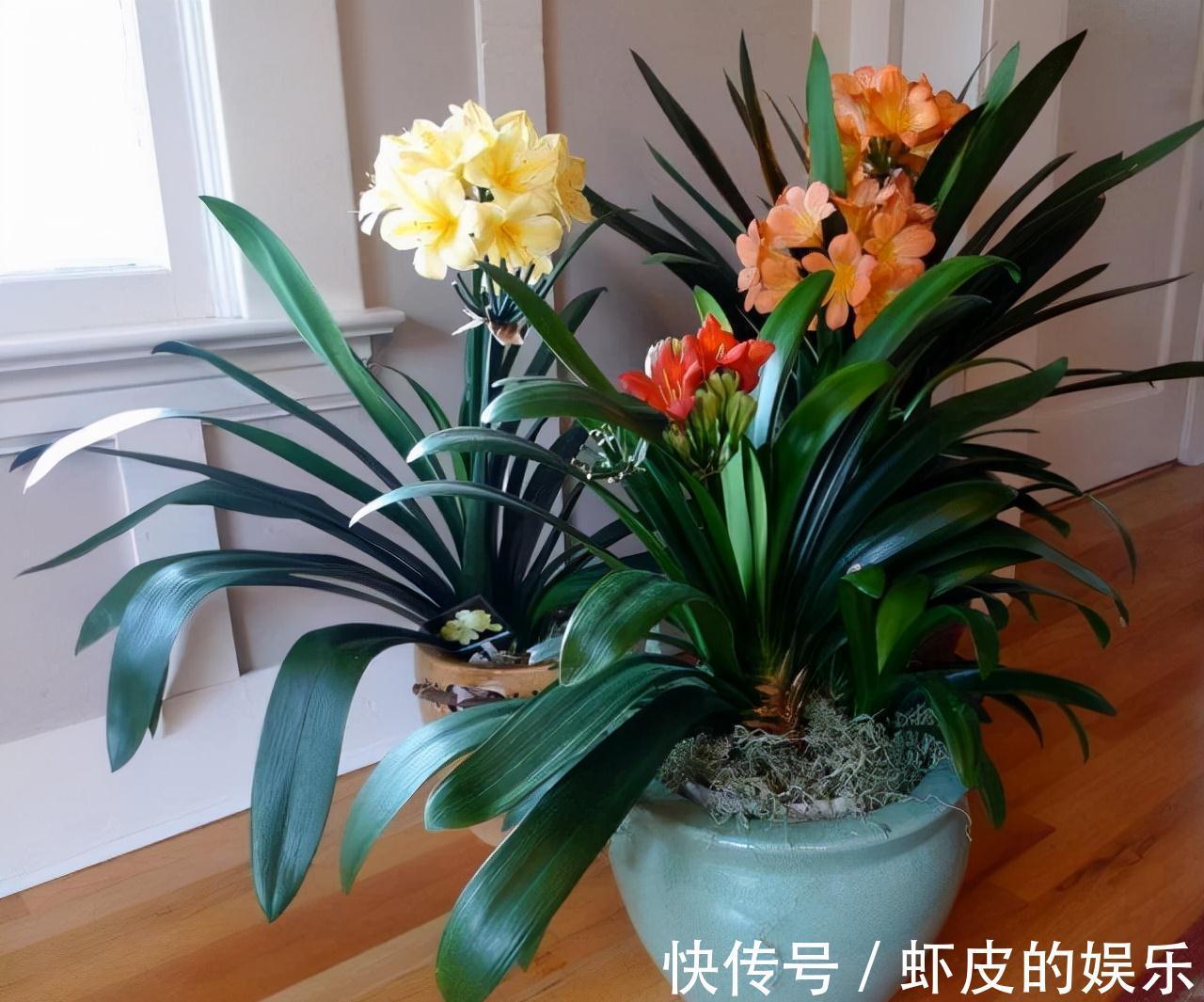 牡丹花|元旦前,“七种花”赶紧搬到阳台上冻一冻,生长茂盛,花苞呼呼冒