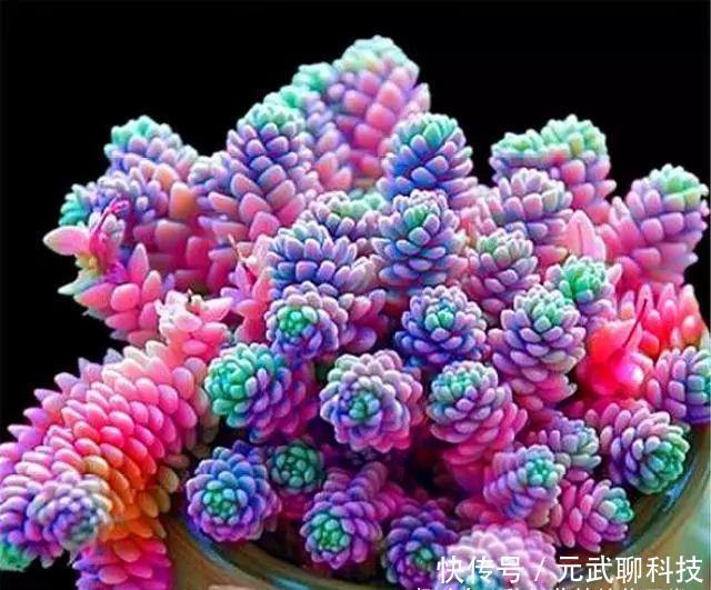 养护|多肉中的“美人系列”,这10种是代表,养护简单颜值高,适合新手