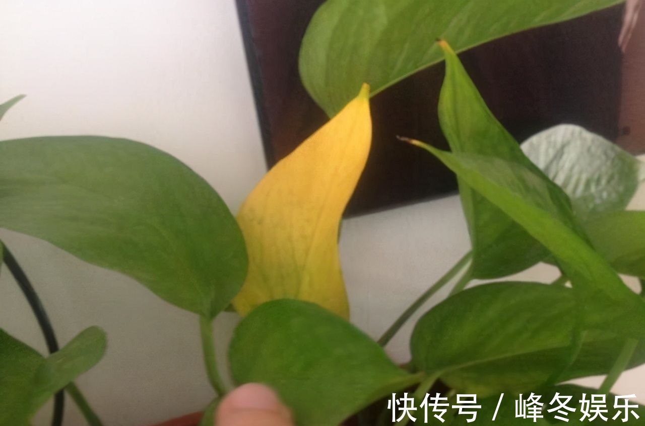 冬天|冬天浇花的“4个坏习惯”,看你有没有?难怪花卉烂根