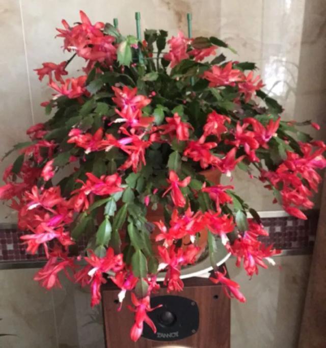 家里养盆虎皮兰,小花盆、挤着养,疯狂开花爆小崽!