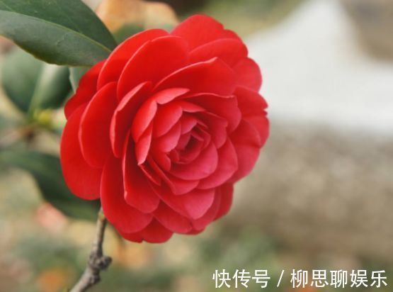 庭院|3种漂亮花，养家里特惹人眼球，娇美好养花量大，美爆庭院变花园