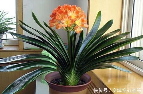 肥料|君子兰依赖“2种水”,半月浇一次,叶片四季肥厚,开花多不夹箭