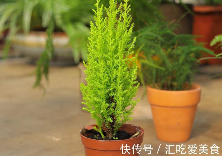 家庭盆栽绿植选小香松,香味清新迷人,种植方法简单