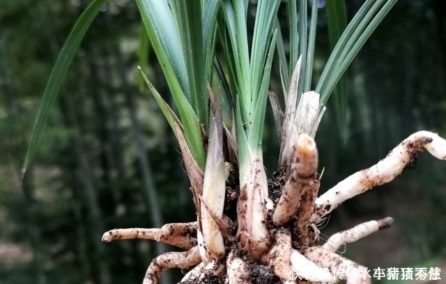 兰花快速生根的方法,不必高价买植料,15天就能出新根
