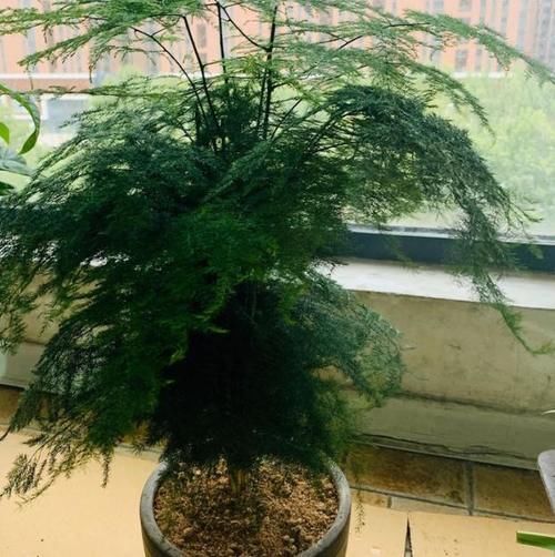 养文竹、发财树、富贵竹、栀子花,不想黄叶就“一对一”用它