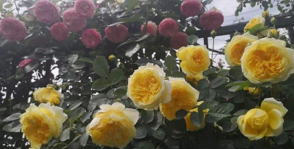 月季花后修剪常犯的4个错误，看看你中了几个