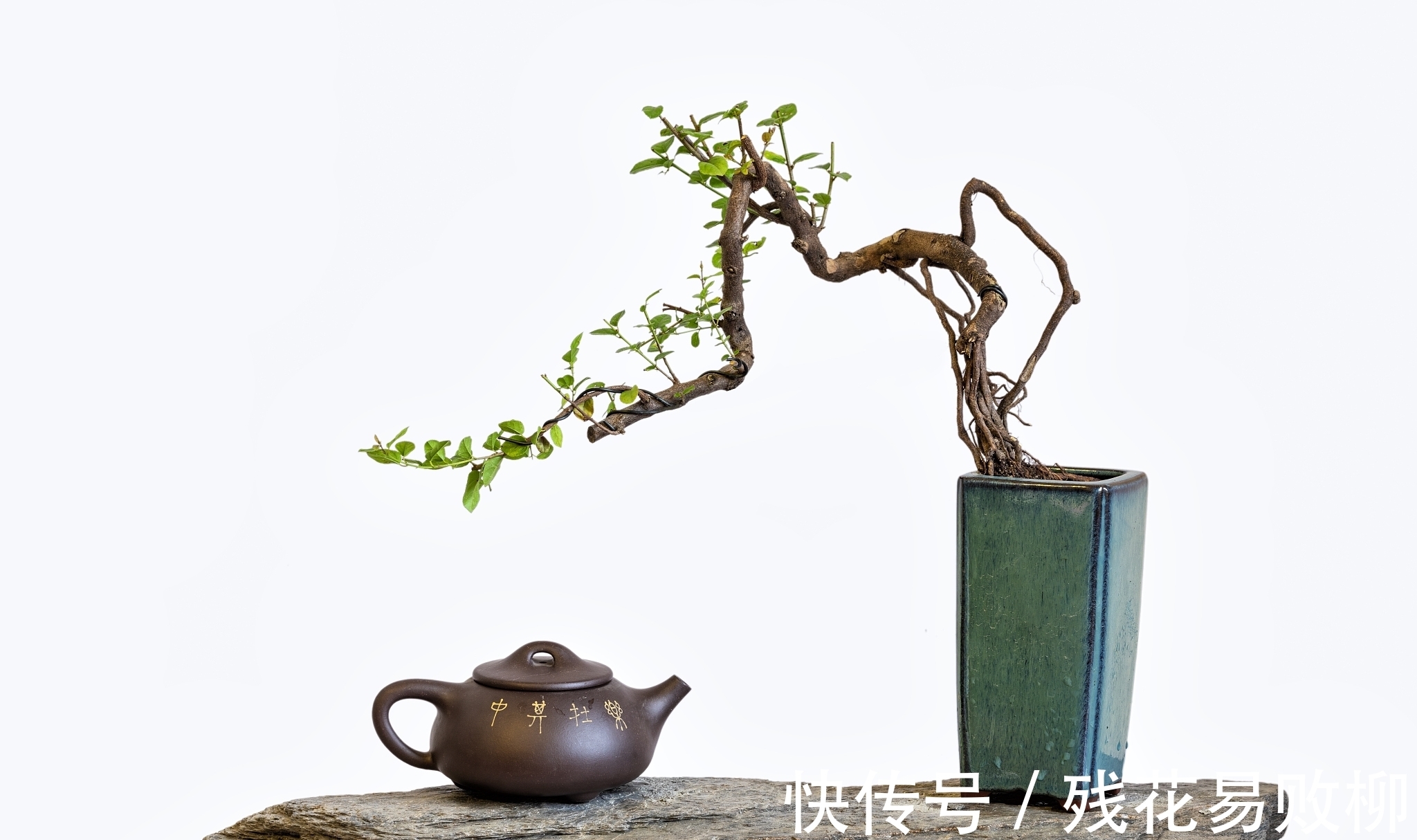 树型|要想盆景后期造型好,前期审桩很重要