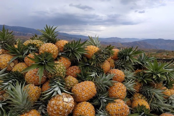 果胶|糖尿病患者不能吃“水果”大错特错!医生提醒这5种水果放心吃