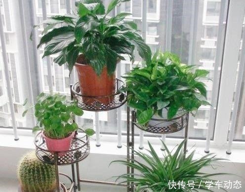 毛细根|养花杀手的“臭毛病”,怪不得养一盆死一盆,看看你占了几种!