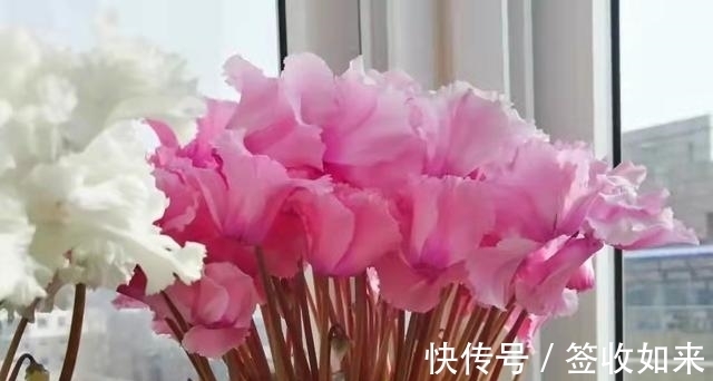 发黄|20种花卉的20个常见问题，养花人必看