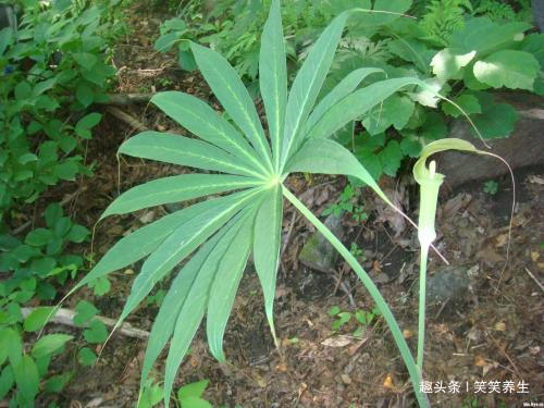 采挖|春来野菜香,好吃又养生,下面4种有毒,采挖时需注意,不要误食