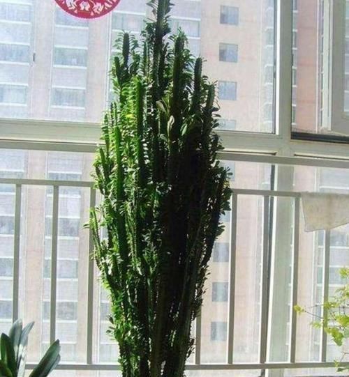 养花试试这几款,比牡丹还美,谁都能养好,轻轻松松爆满盆