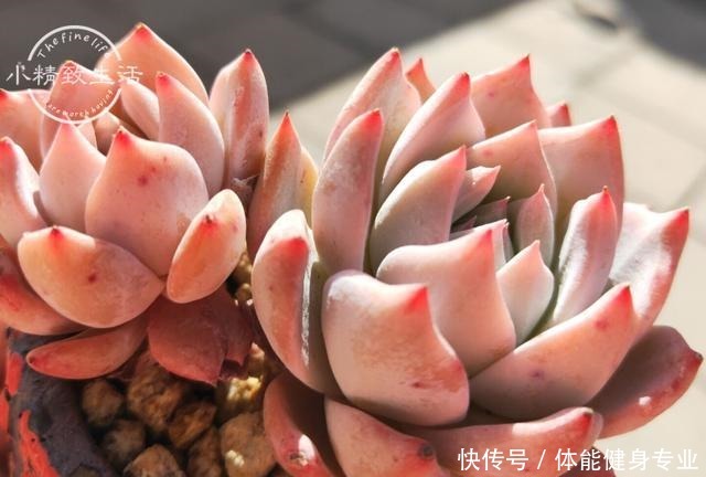 多肉植物上色,需要4个条件,你的肉肉没上色,是没用对方法!