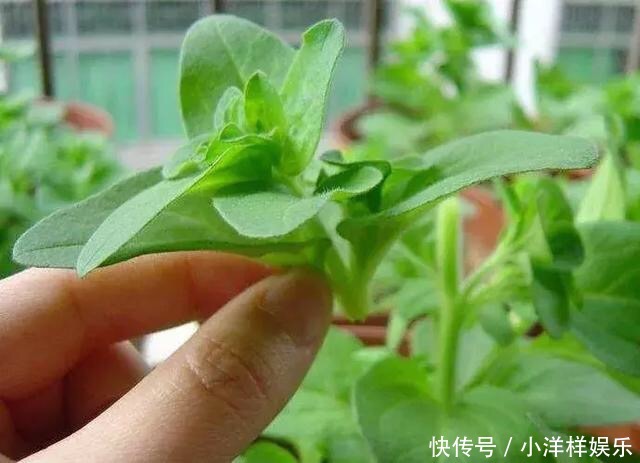 养花修剪“学问大”,老花匠教你怎么修剪,才能突突冒花!