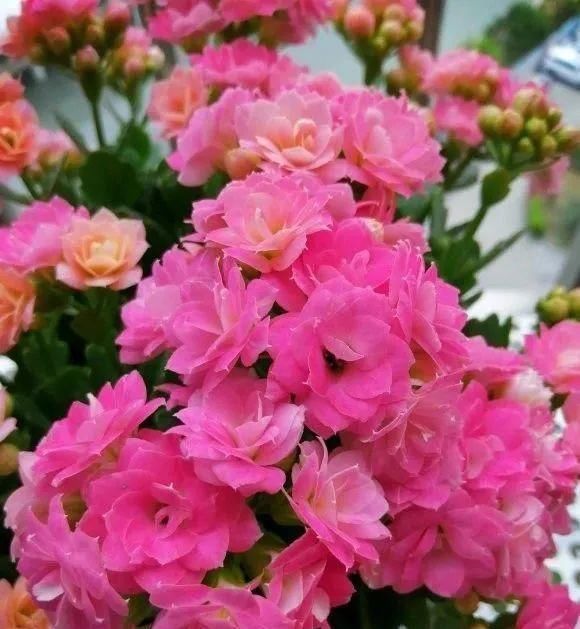 长寿|一棵长寿的花,124个花箭,开花,锅盖打开的方法