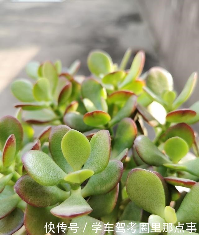 银杏|能活几十年的花,家里养一盆,还能作传家宝!