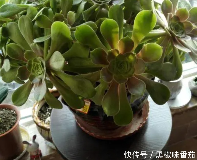 栽种|别把铁罐子扔了、卖了,钻孔养花,植物长得好,越看越讨喜