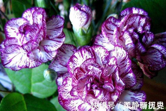 母亲的爱|家中有老人养“它”花语温馨与慈祥,开花颜色特殊,花叶俱美