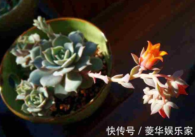花苞|这3种花“开花”不是好事,见到花苞立马剪掉,不然越来越丑