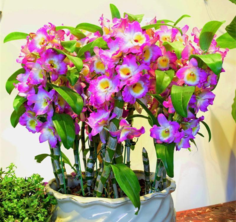 “10种花”好养又漂亮,有点散光就“生长”,花叶俱美,富贵大气