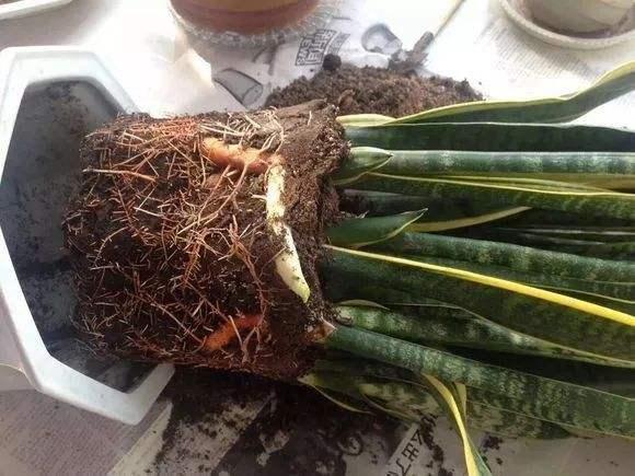 花卉|6个养花的“坏习惯”，难怪总是养不好花，现在纠正也不晚！