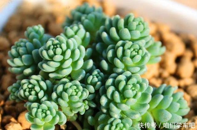 多肉植物里的“六大美人”,我家养了几棵,有些确实难养!