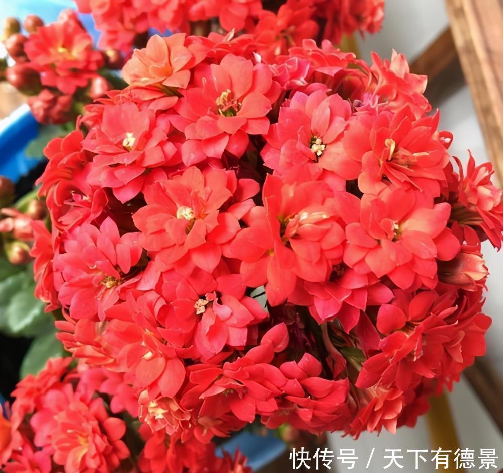 去店里买长寿花，种类太多都挑花眼，这8种真的太漂亮了