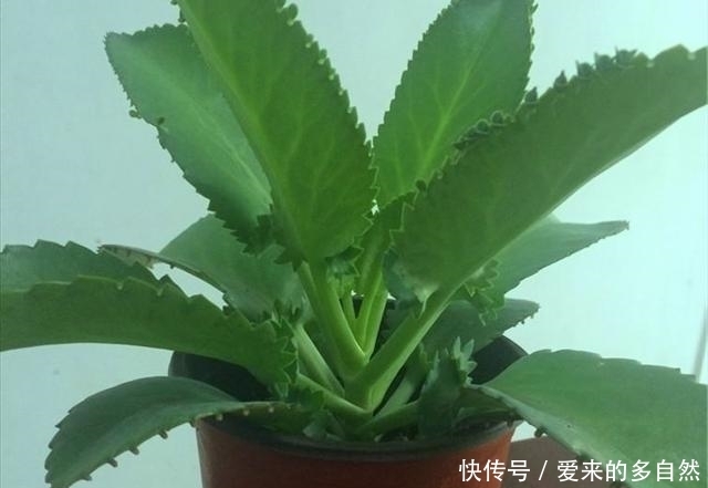 选择土壤|在家种植落地生根,你没有听错,这就是一个美丽的盆栽