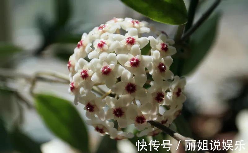 别再乱花冤枉钱,家里养棵球兰,花球一个接一个,鲜艳又灿烂