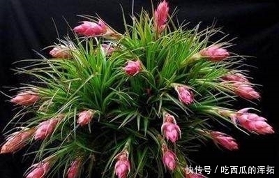 空气草|这4种花,最适合“懒人”养,家里种一盆,越不管它长得就越好!