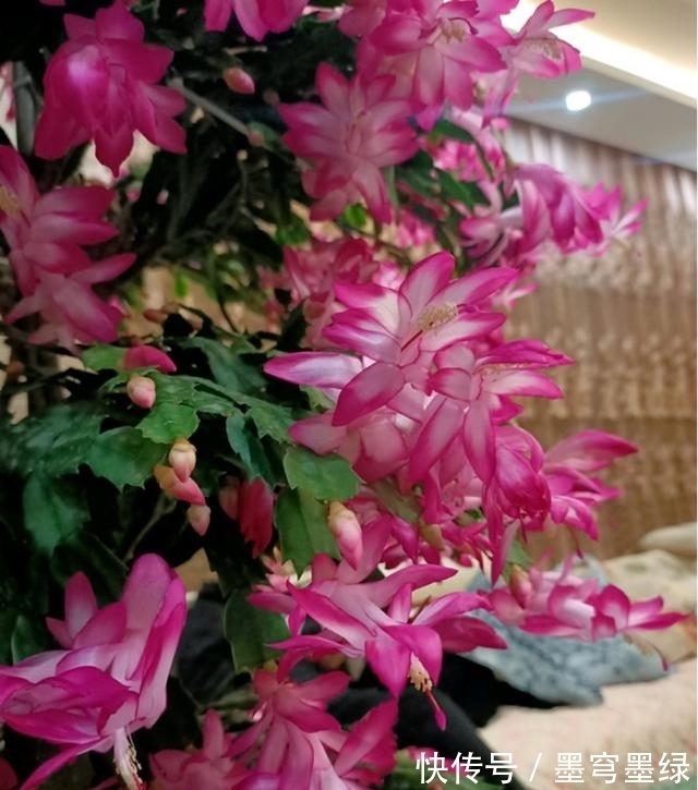 9种花不用花钱买,掐根枝条插土里,2周即可生根,好养易成活