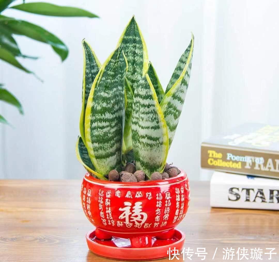 虎年春节就养金边虎尾兰,金虎报春,虎虎生威,养起来还简单