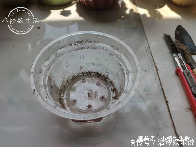 君子兰|1个小方法,让君子兰不再烂根,解决新手浇水难题,浇多了也不怕