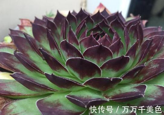 多肉养不好的原因之一，多数的分不清夏型种和冬型种多